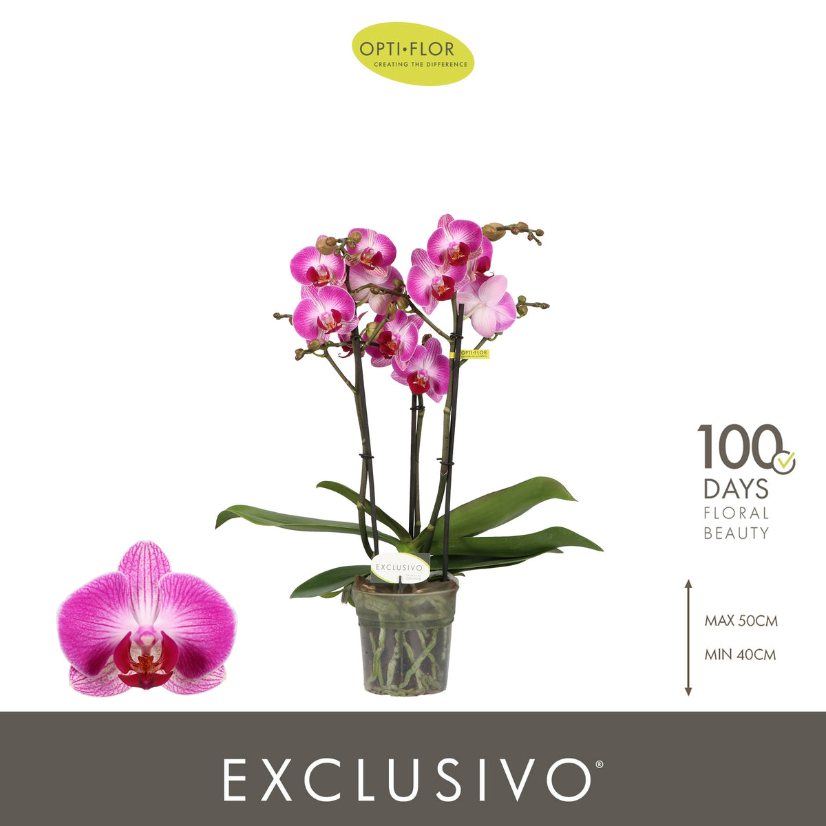 Phalaenopsis pink 45cm 12cm Pot