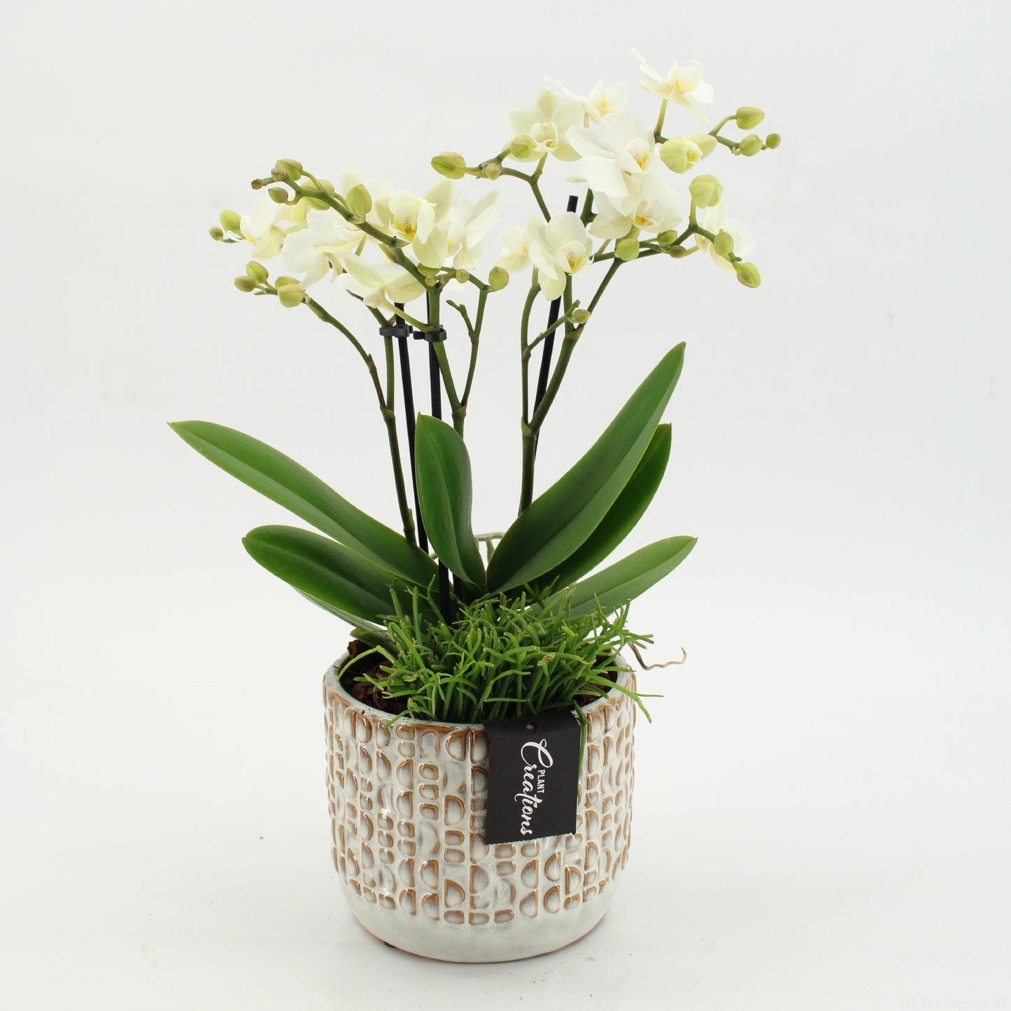 PHAL-2605 Phalaenopsis creatie 45cm 14cm Pot