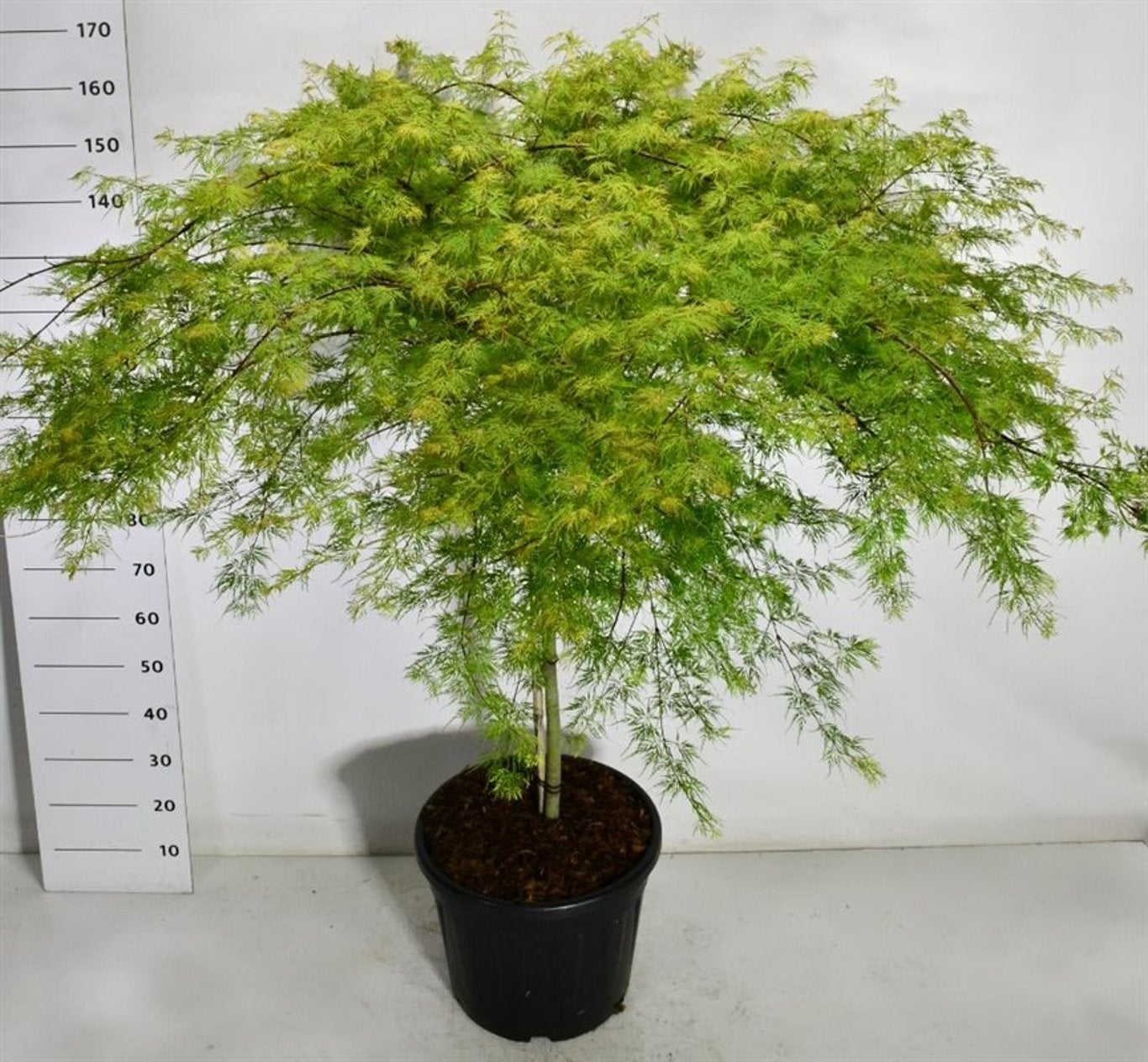 Bloemenkampen BV, Hkw. de Acer Emerald Lace Pack of 1
