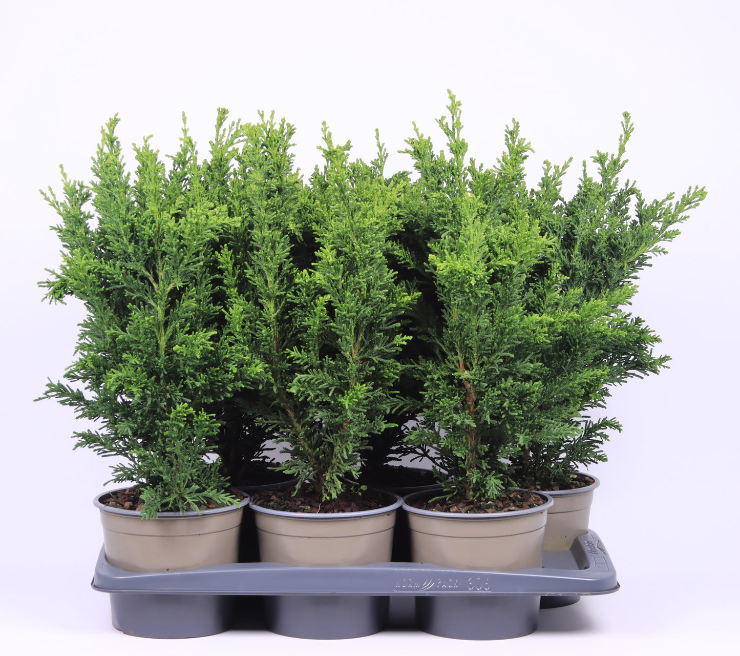 Chamaecyparis obtusa Draht 50cm 17cm Pot