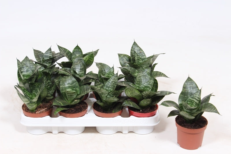 Fachjan BV Sansevieria Hahnii Pack of 18