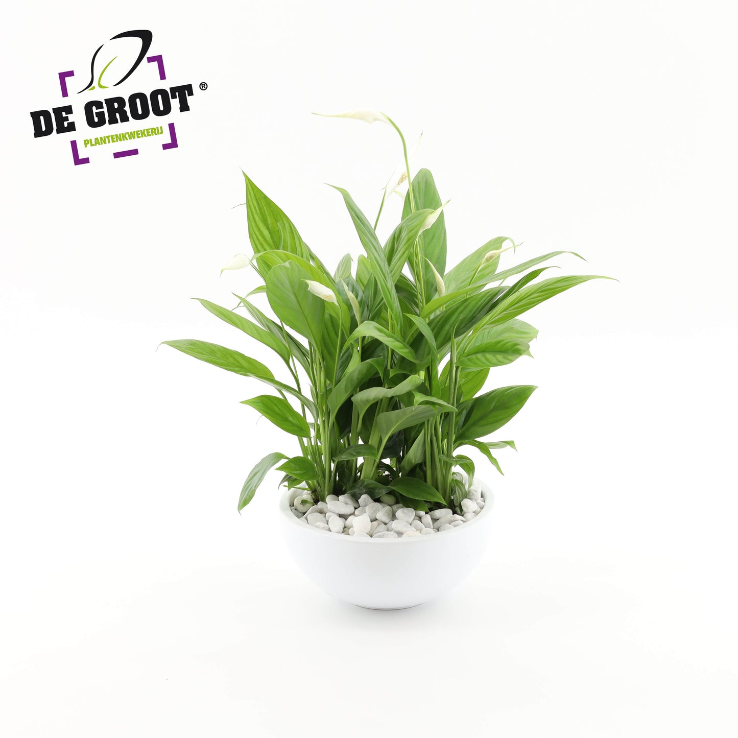 arr. Plants 22cm Pot