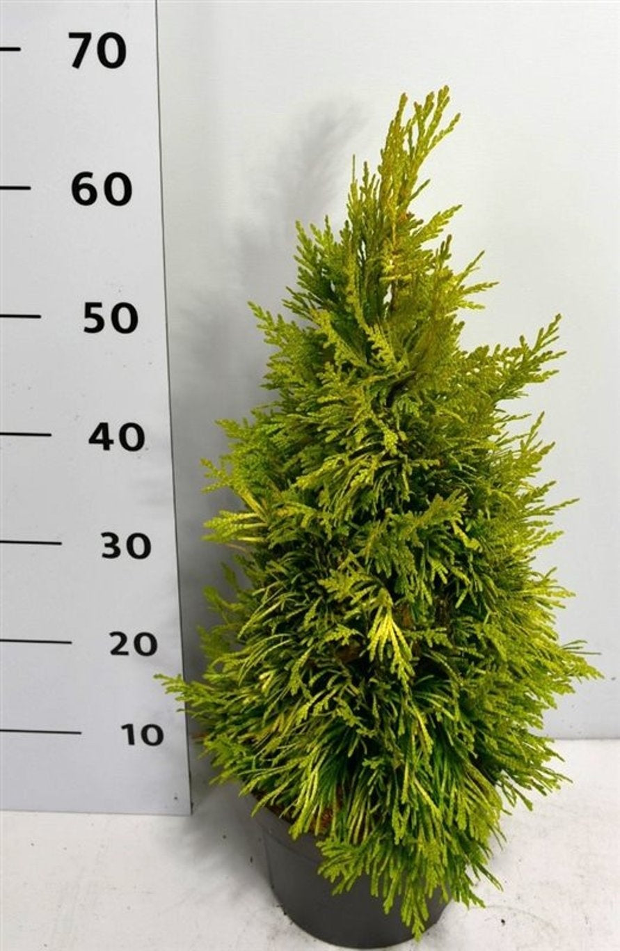 Thuja plicata 80cm 23cm Pot