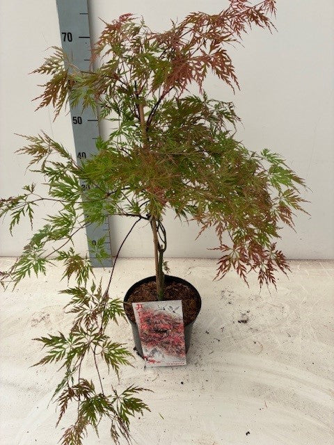 Acer palmatum mix 60cm 19cm Pot