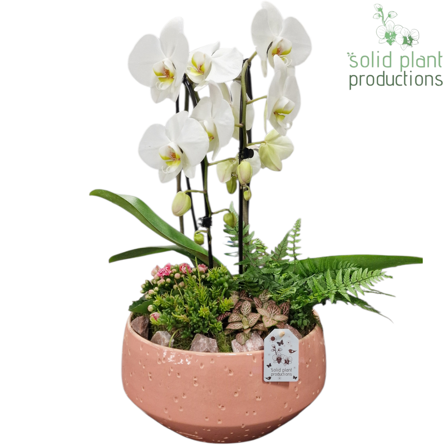 PH108 Sophia Soft Pink 50cm 28cm Pot