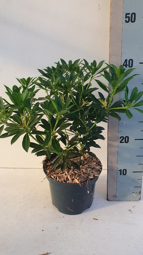 Pieris japonica Debutante 40cm 17cm Pot