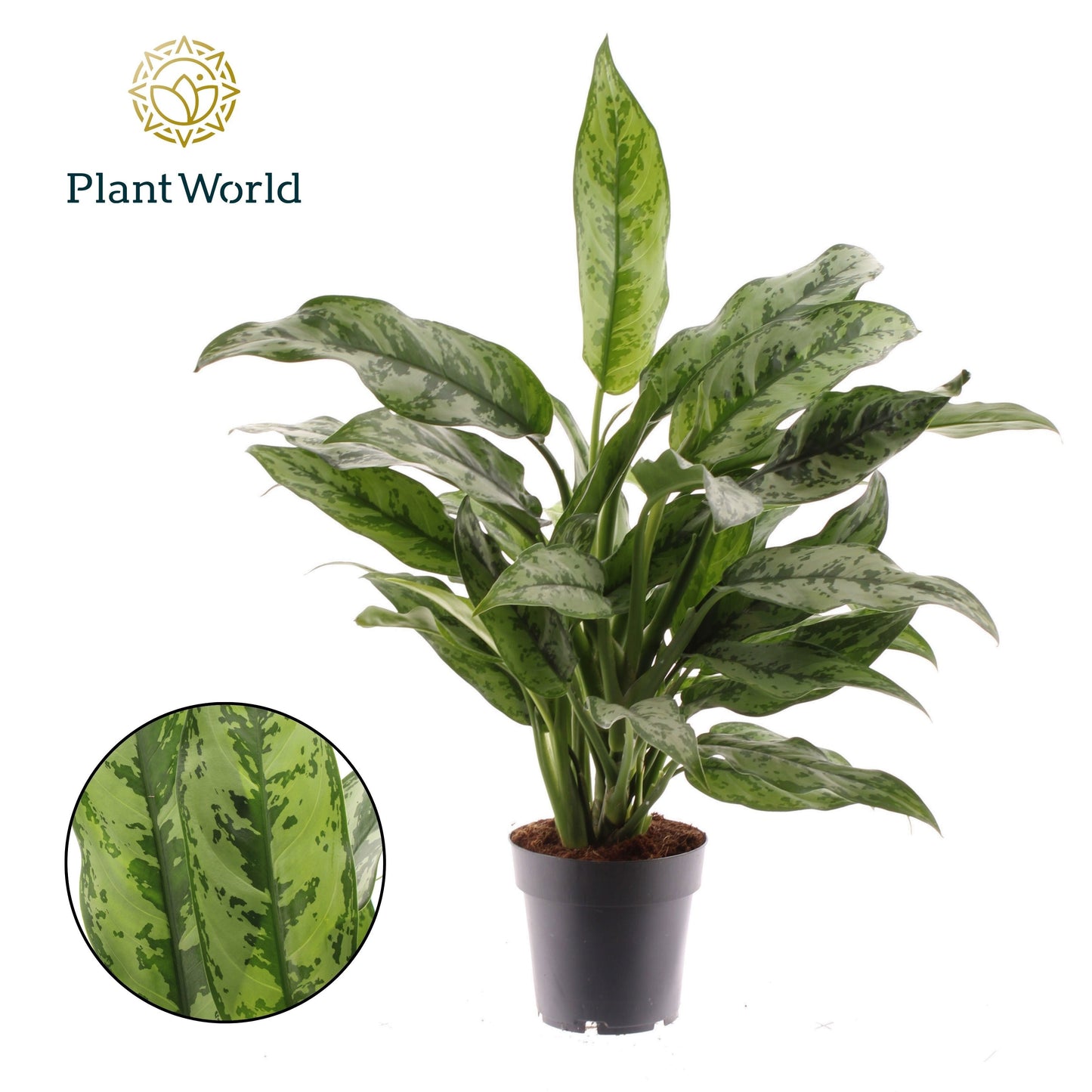 Aglaonema Romeo 50cm 14cm Pot