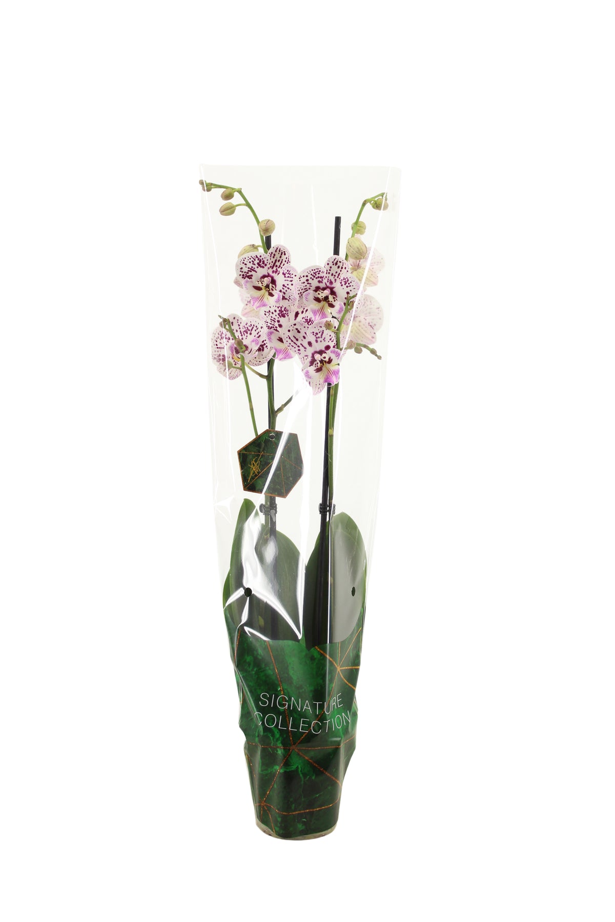 Phalaenopsis Hybrid 60cm 12cm Pot
