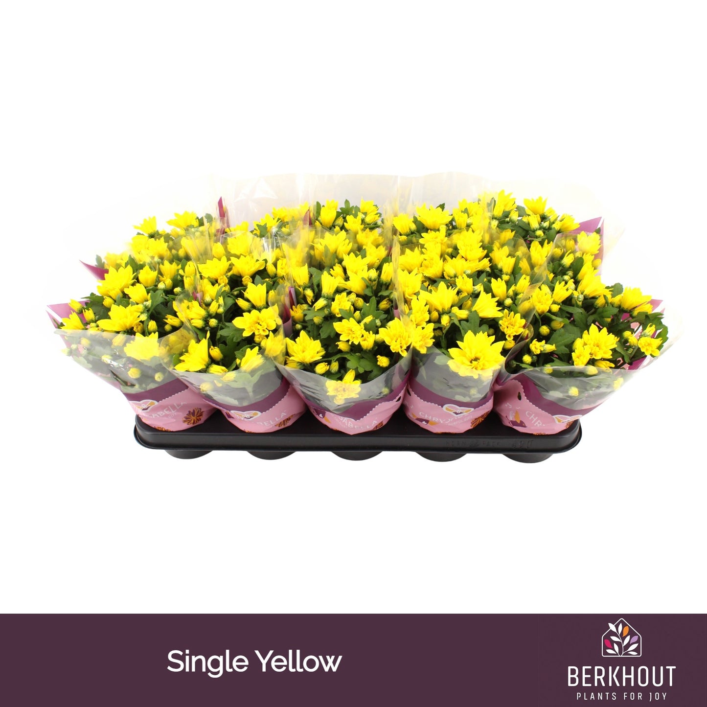 Chrysanthemum Heat Yellow 26cm 12cm Pot