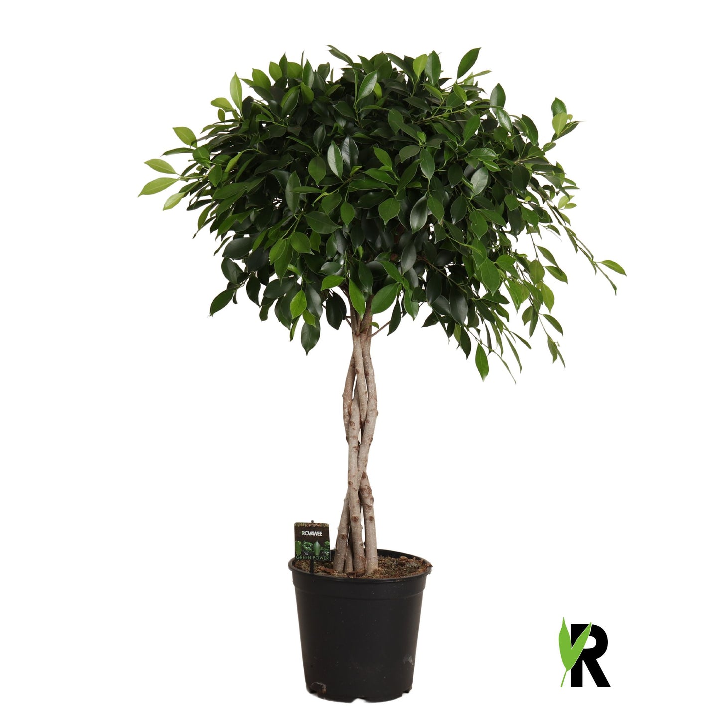 Ficus microcarpa 120cm 27cm Pot