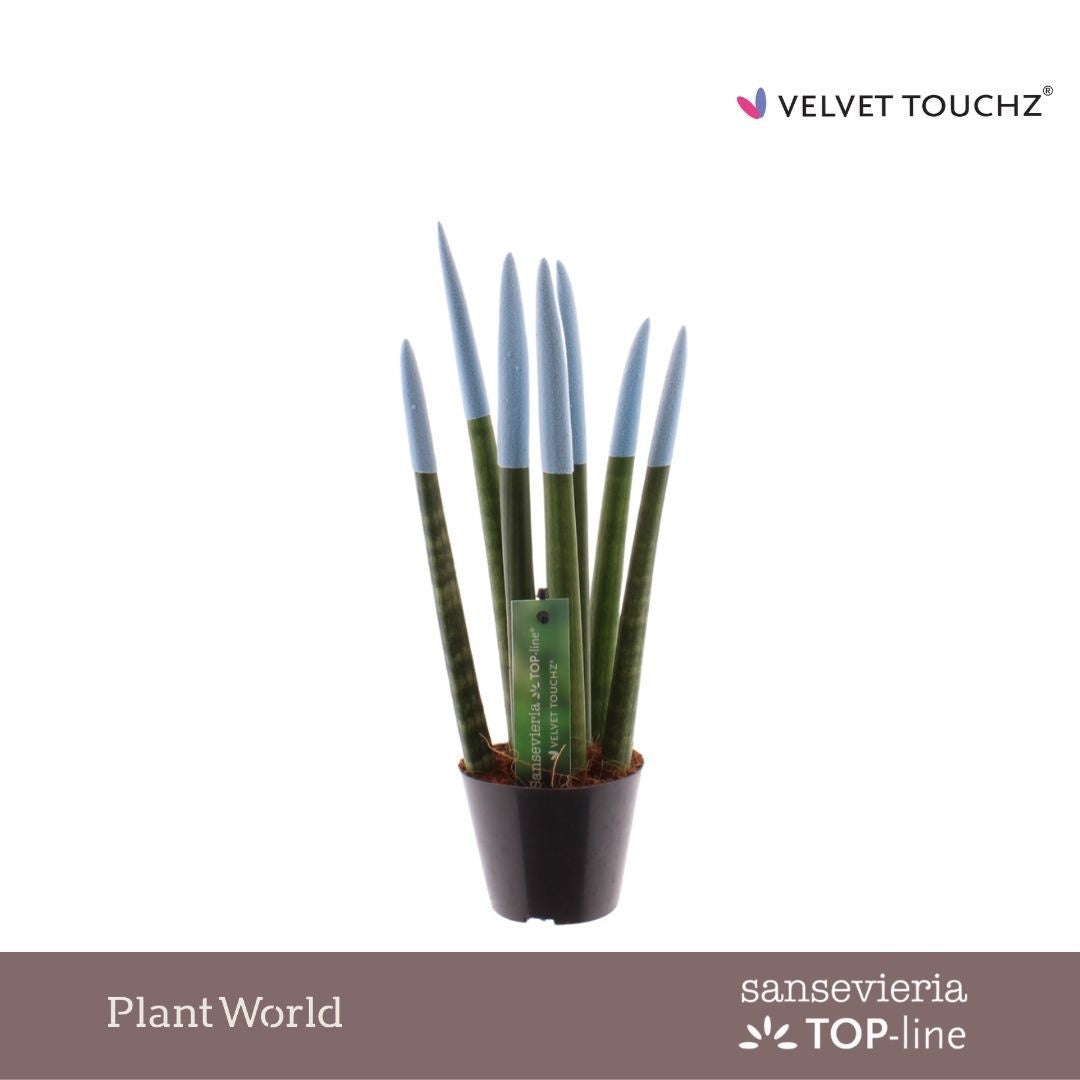 Sansevieria cylindrica 30cm 8.5cm Pot