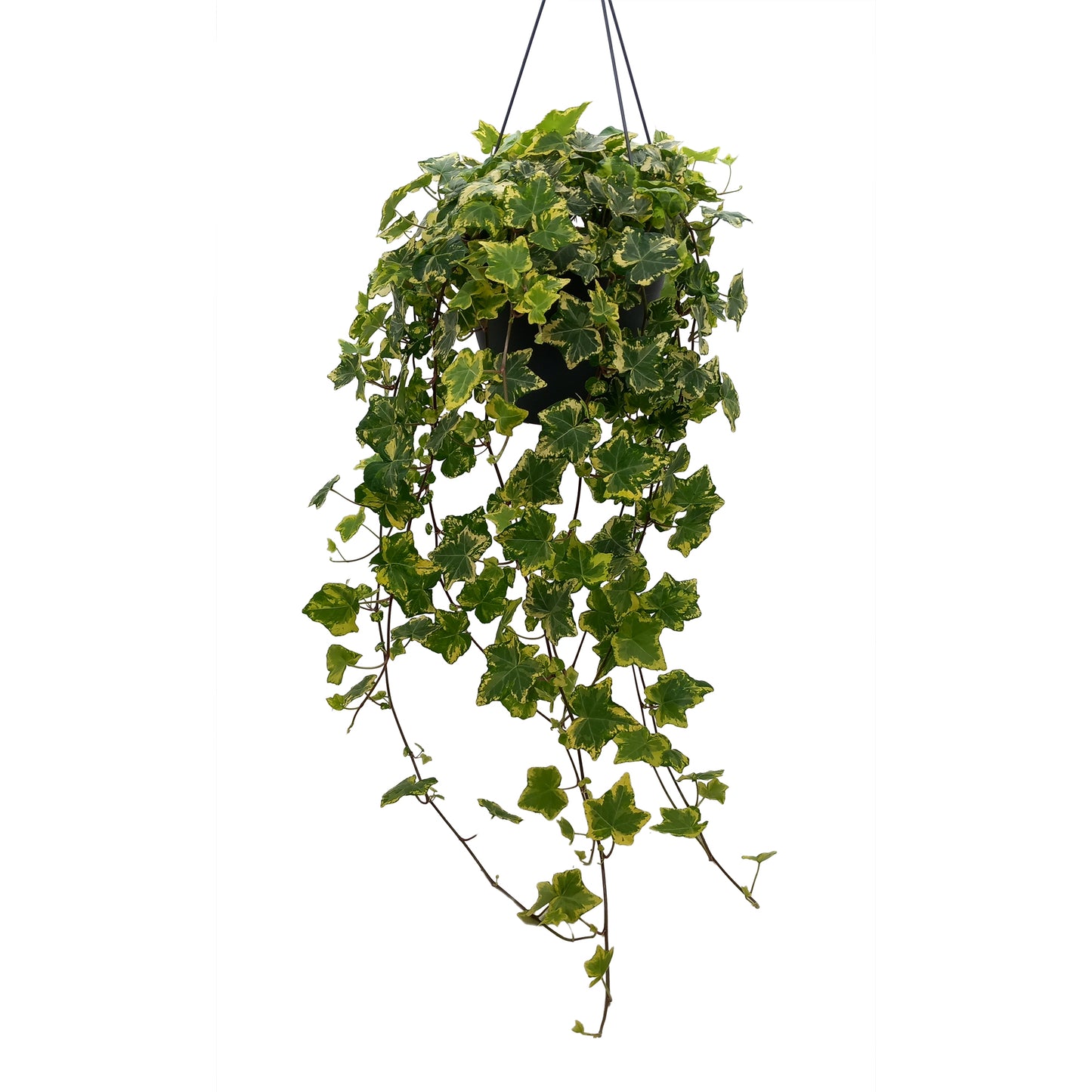 Quakelplant BV Hedera helix mix Pack of 4