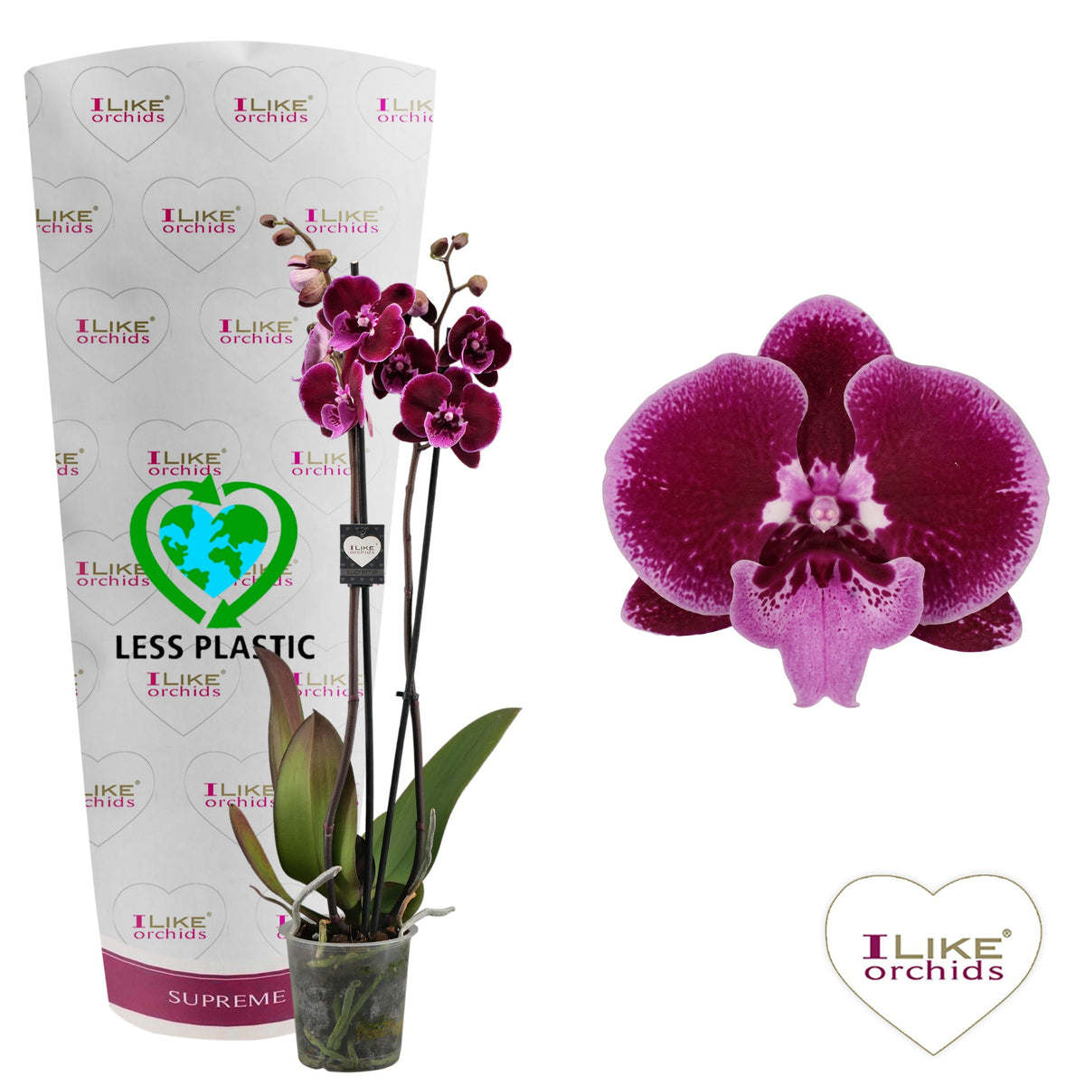Phalaenopsis purple 75cm 12cm Pot