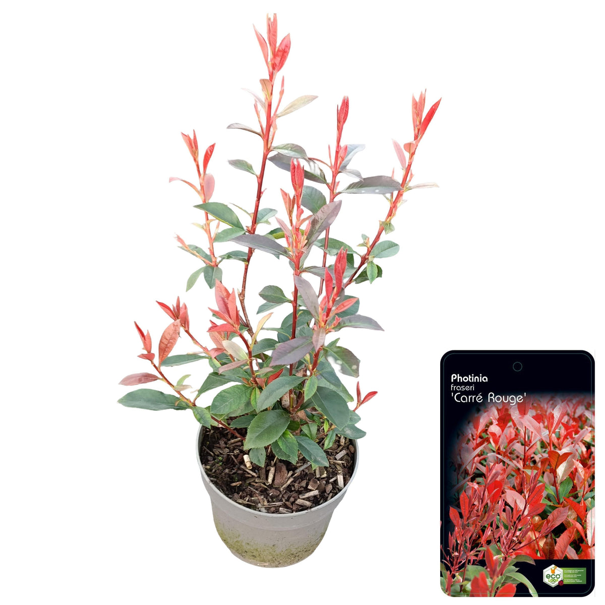 Photinia fraseri mix 25cm 17cm Pot