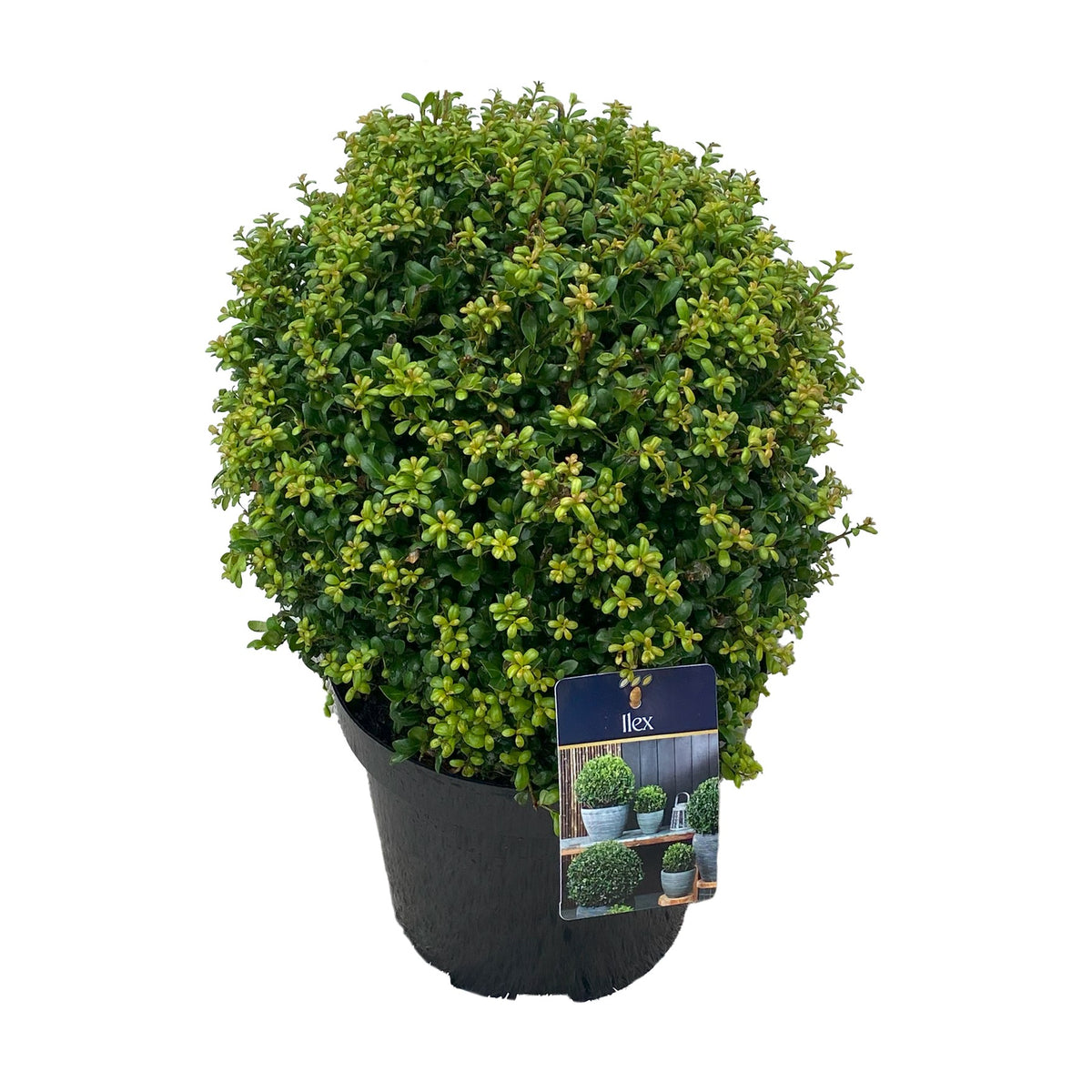 Ilex crenata Convexa 45cm 25cm Pot
