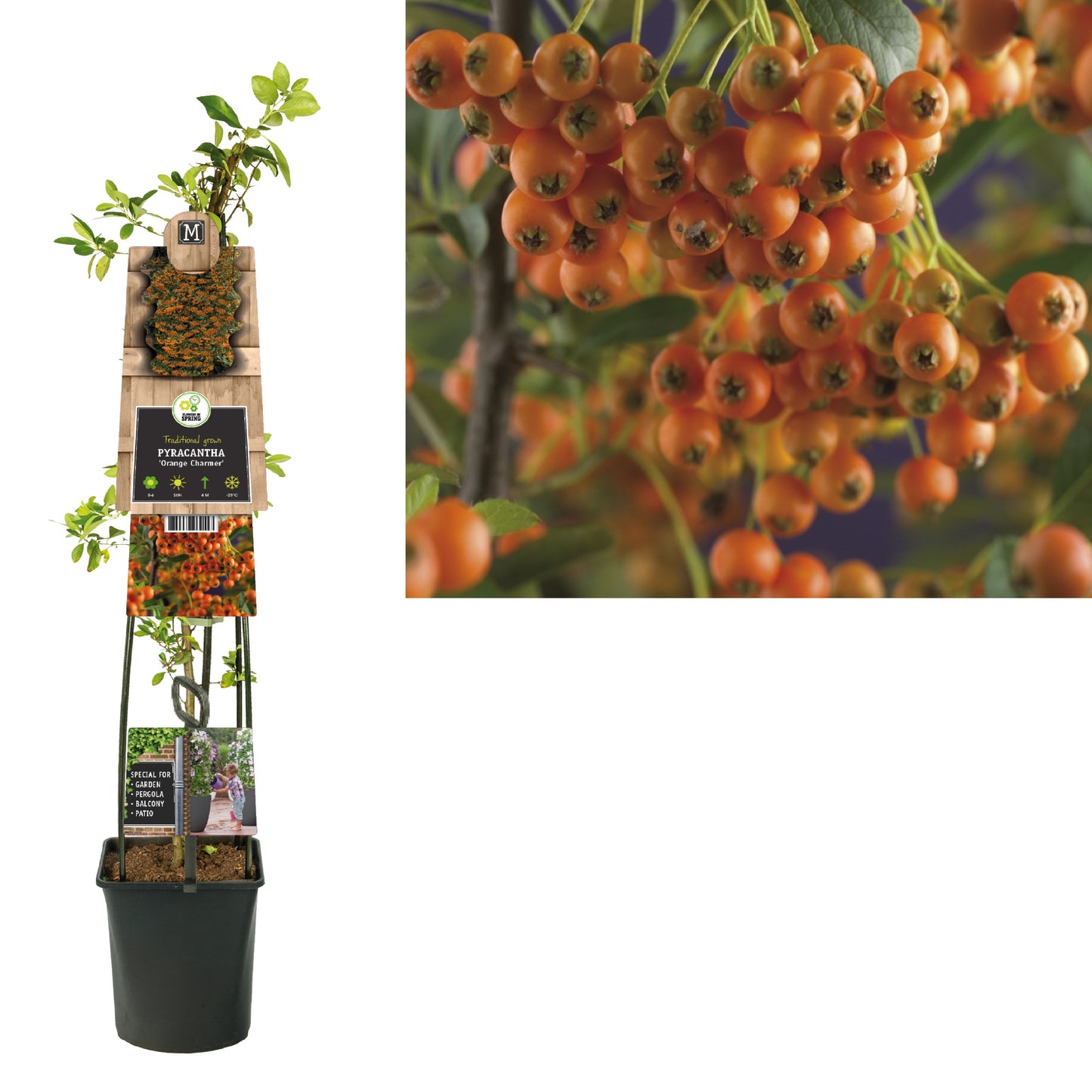 Pyracantha Orange Charmer 115cm 23cm Pot