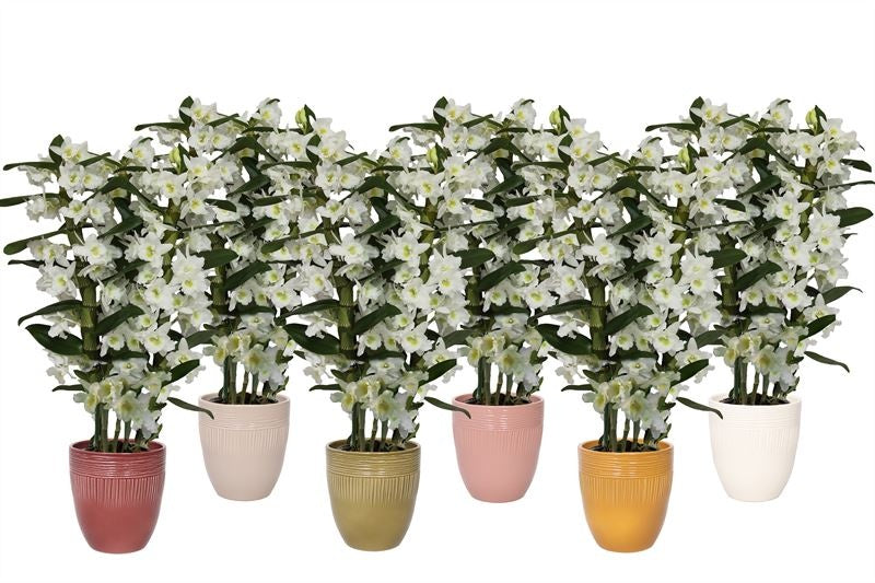 Dendrobium Apollon 50cm 12cm Pot