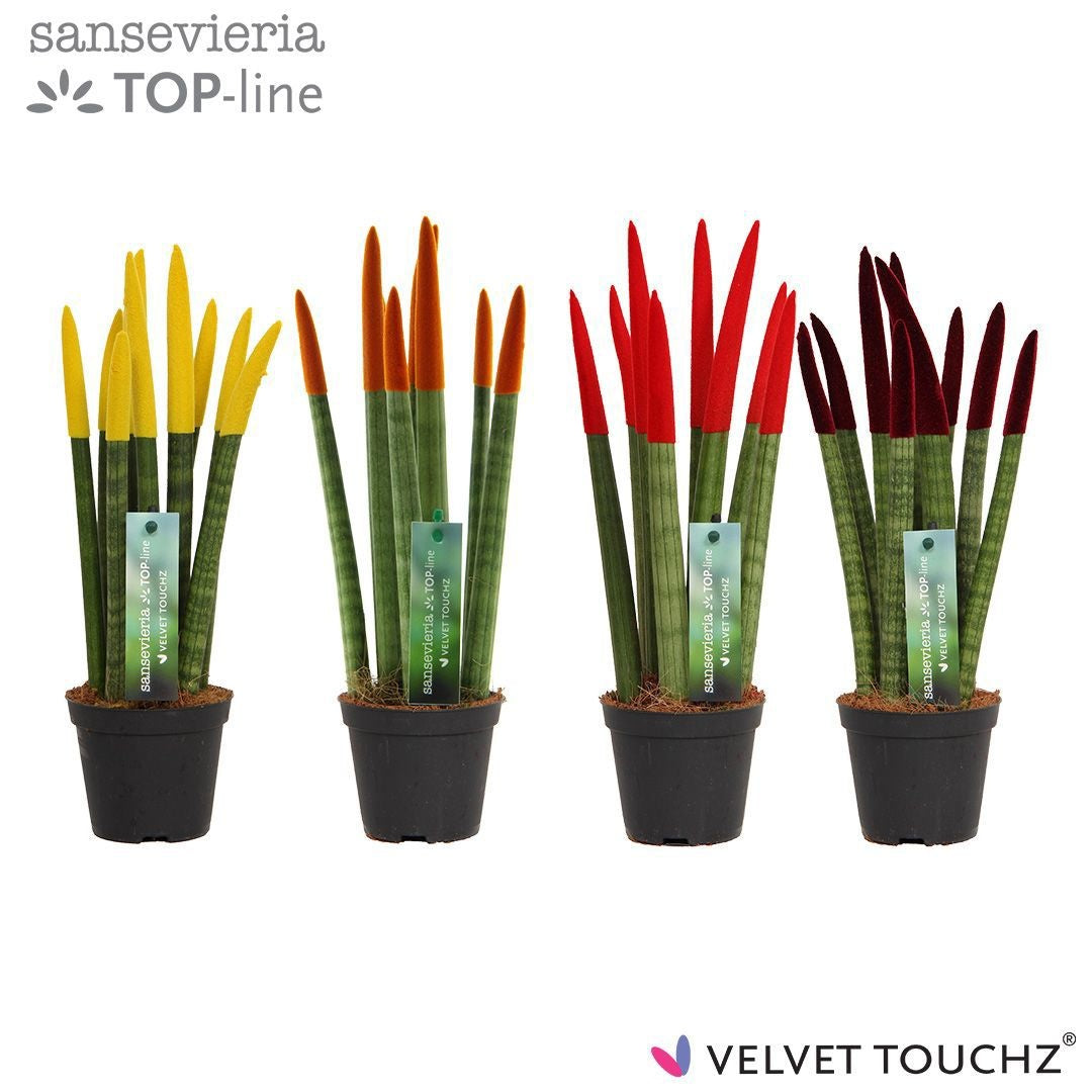 Sansevieria cylindrica 30cm 8.5cm Pot