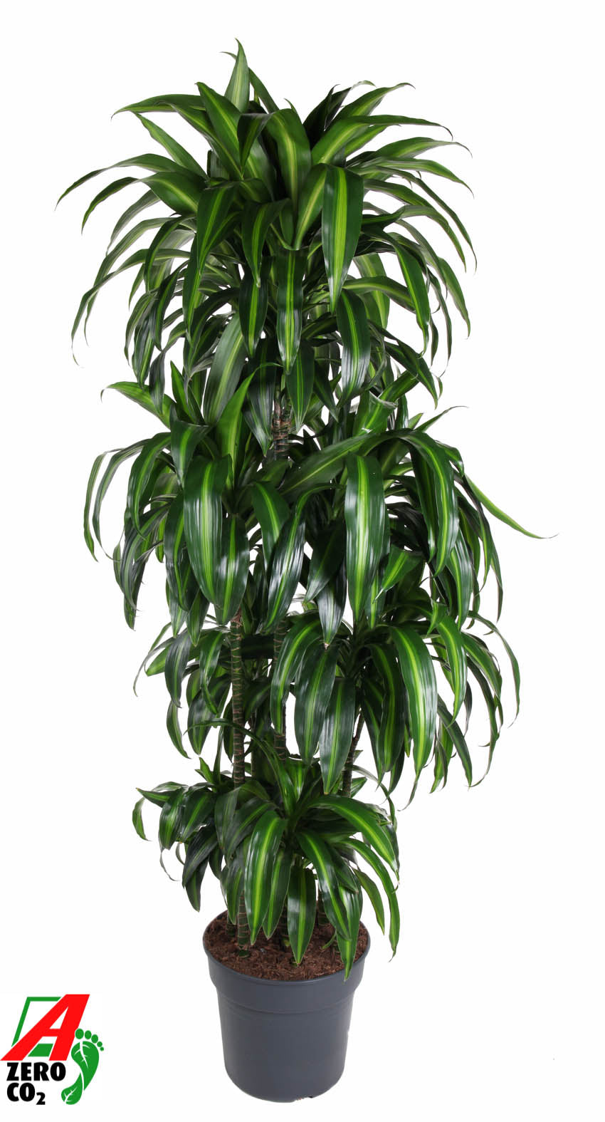 Dracaena fragrans Hawaiian Sunshine 180cm 34cm Pot