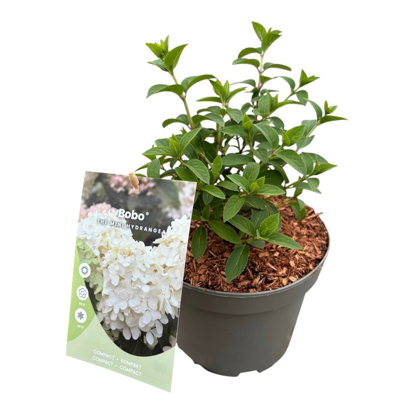 Hydrangea paniculata 35cm 19cm Pot