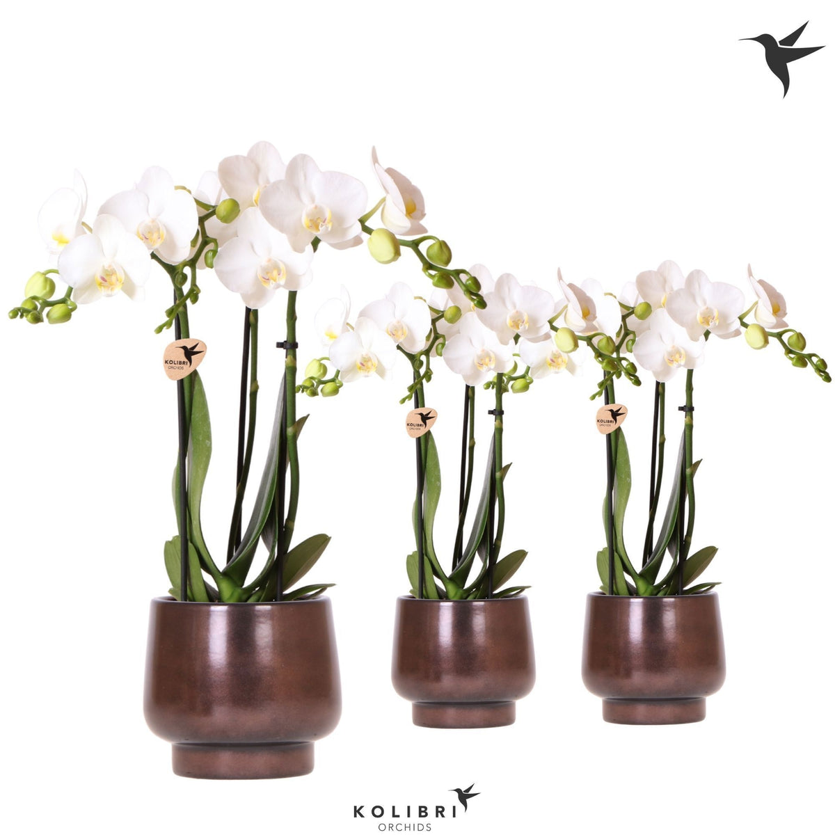 Phalaenopsis multiflora white 40cm 9cm Pot