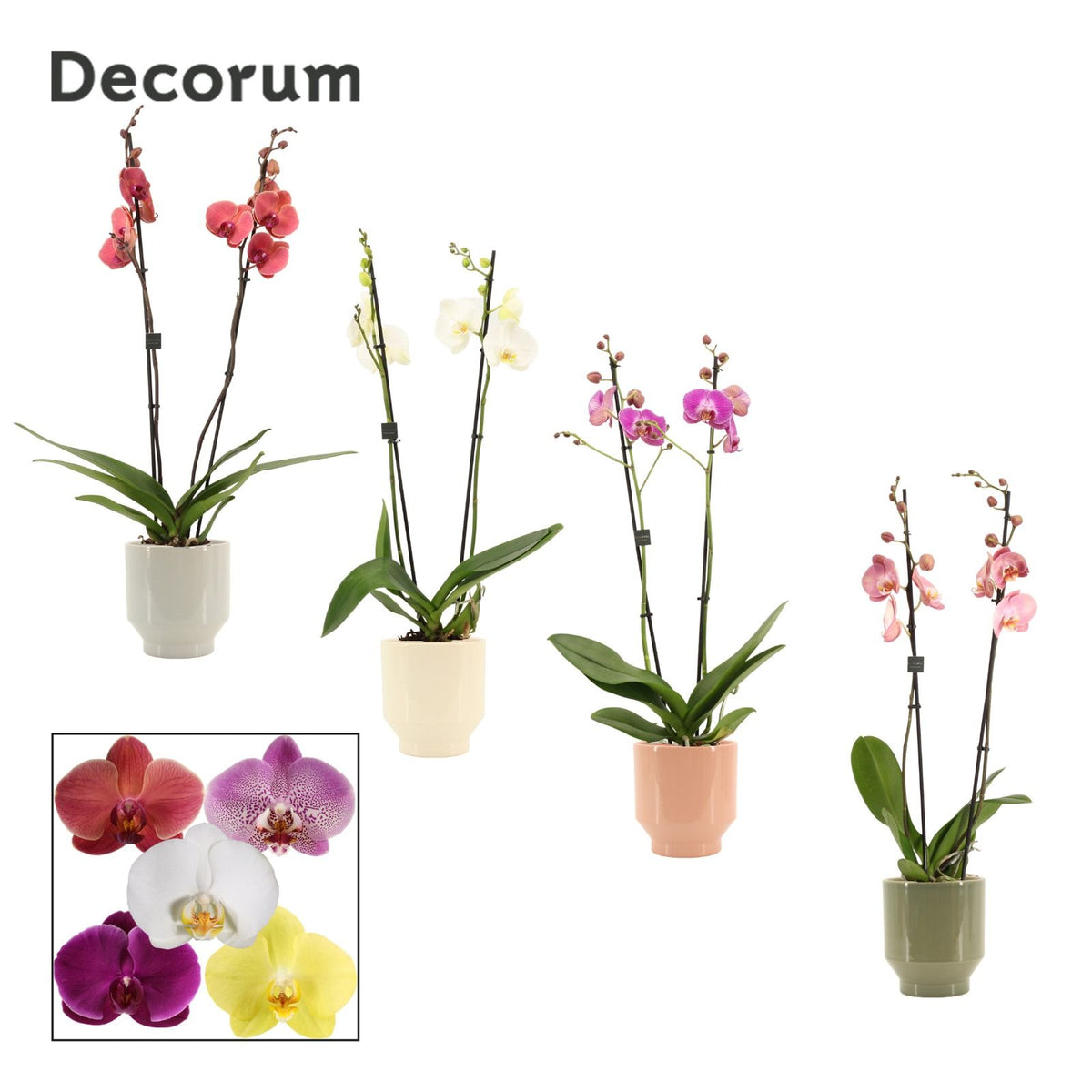 Phalaenopsis mix 65cm 12cm Pot