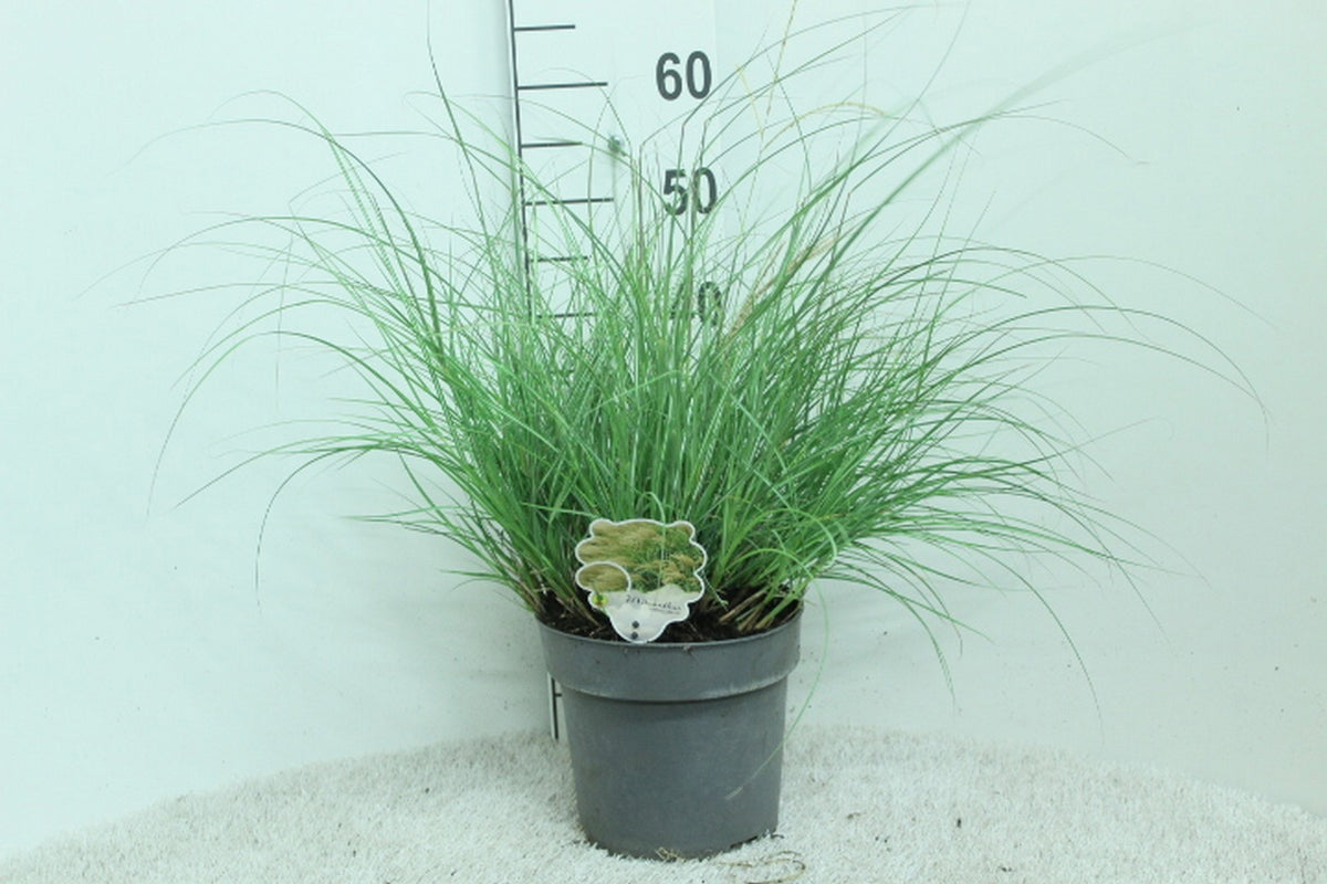 Miscanthus sin. Adagio 60cm 23cm Pot