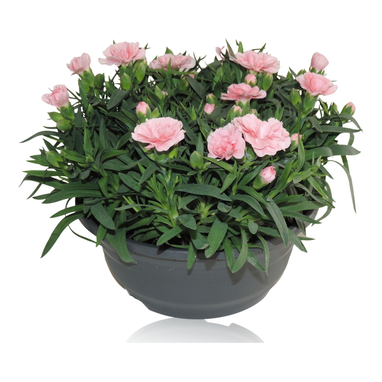 Dianthus Oscar Pink 15cm 19cm Pot