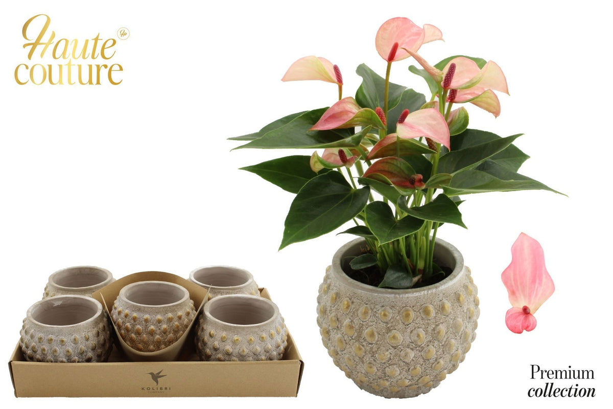 Anthurium Matata 25cm 9cm Pot