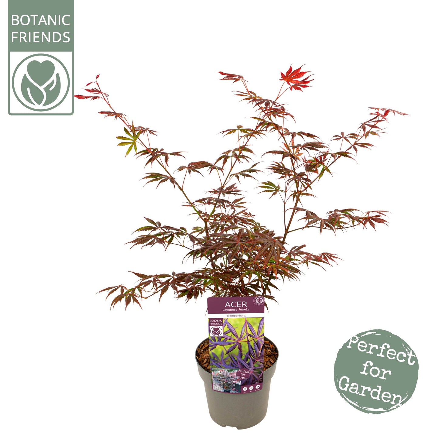 Acer Trompenburg 65cm 19cm Pot