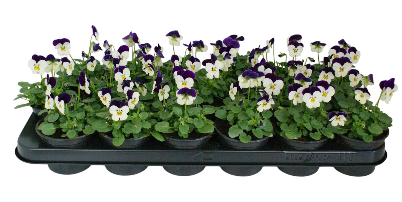 Zuidbaak Honselersdijk Viola Callisto pink with Blotch Pack of 18