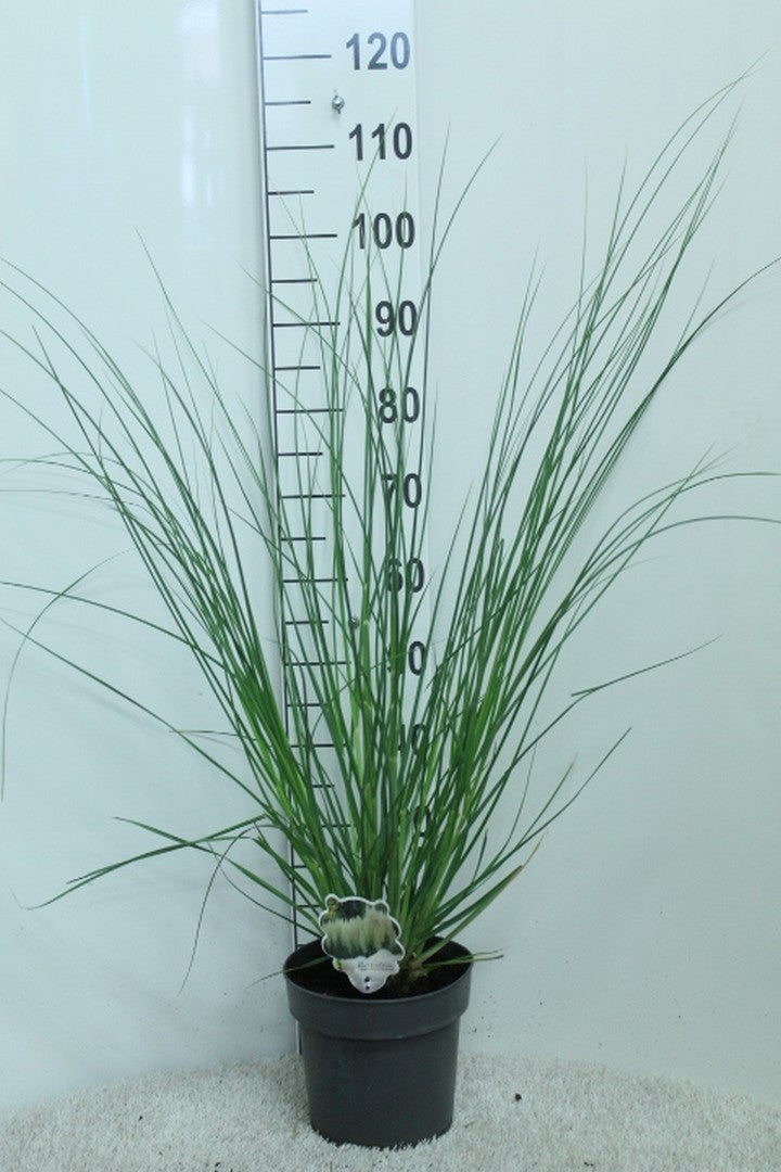 Cortaderia 100cm 23cm Pot