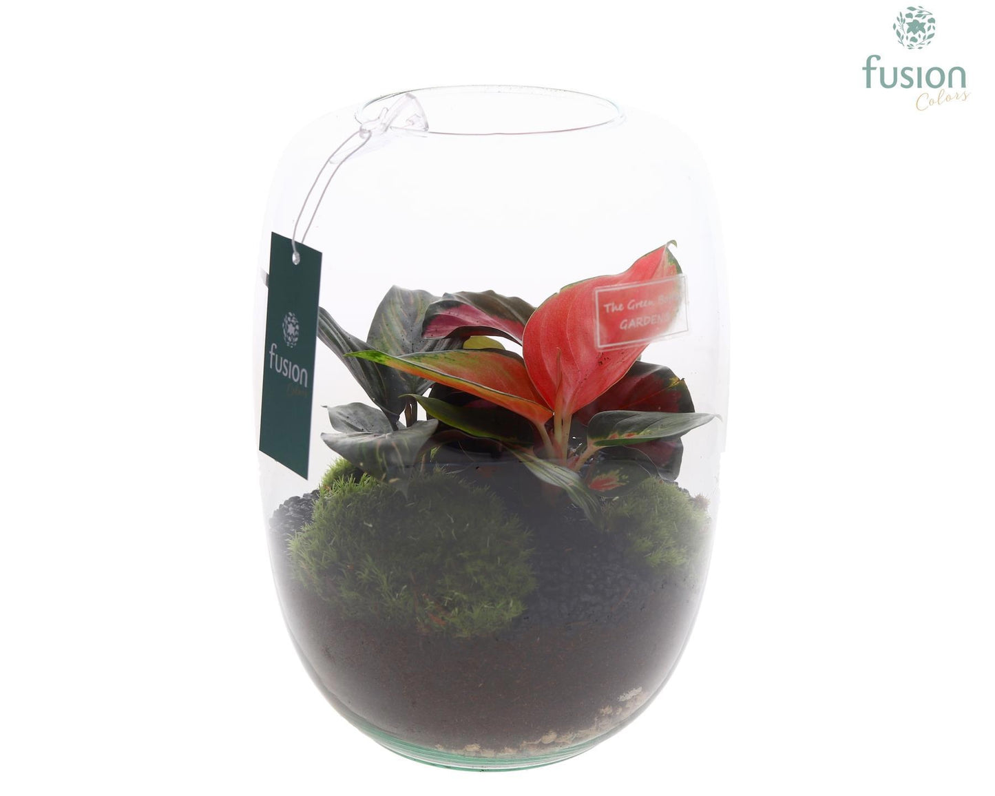 Green Bottle Isabella Large met groen planten 25cm 19cm Pot