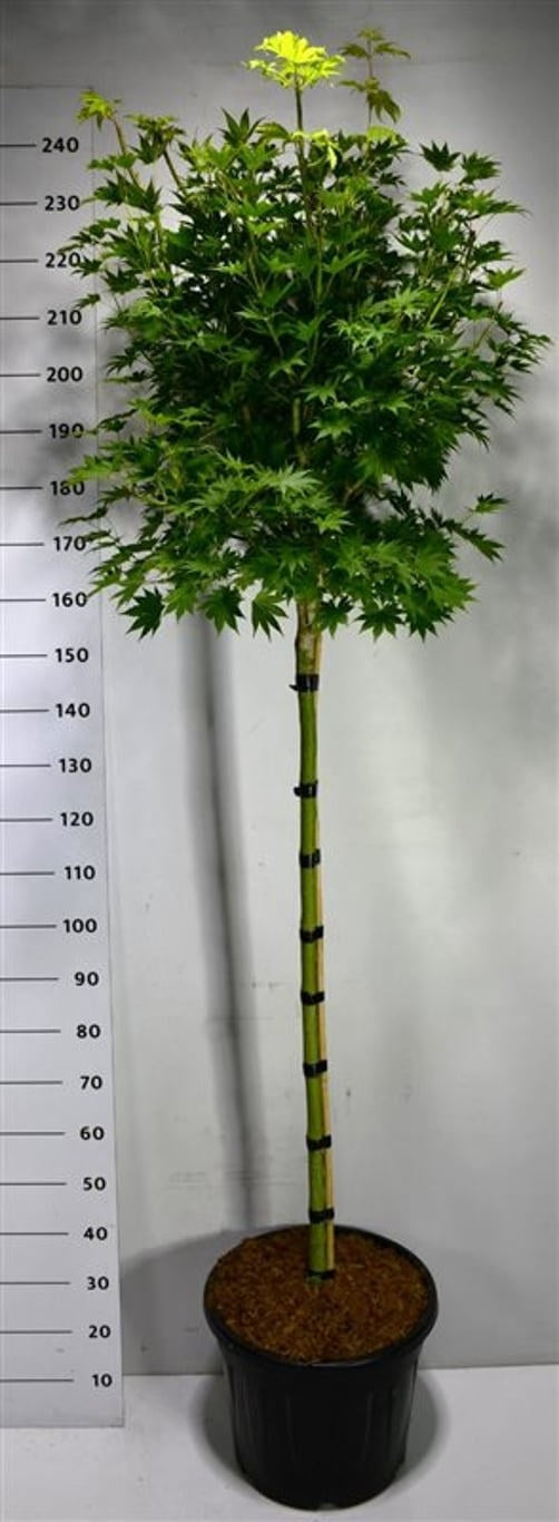 Acer Jordan 240cm 40cm Pot