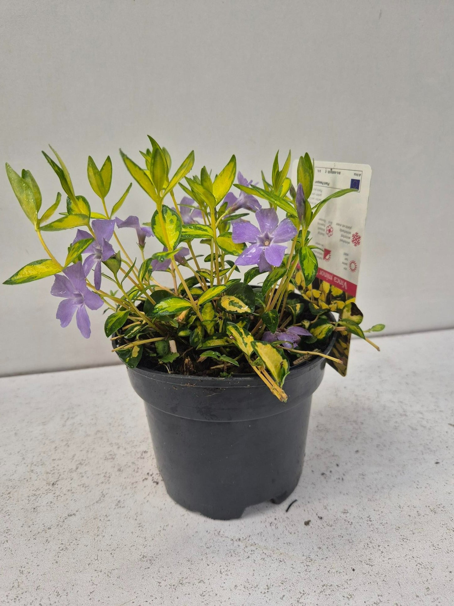 Vinca Illumination 15cm 13cm Pot