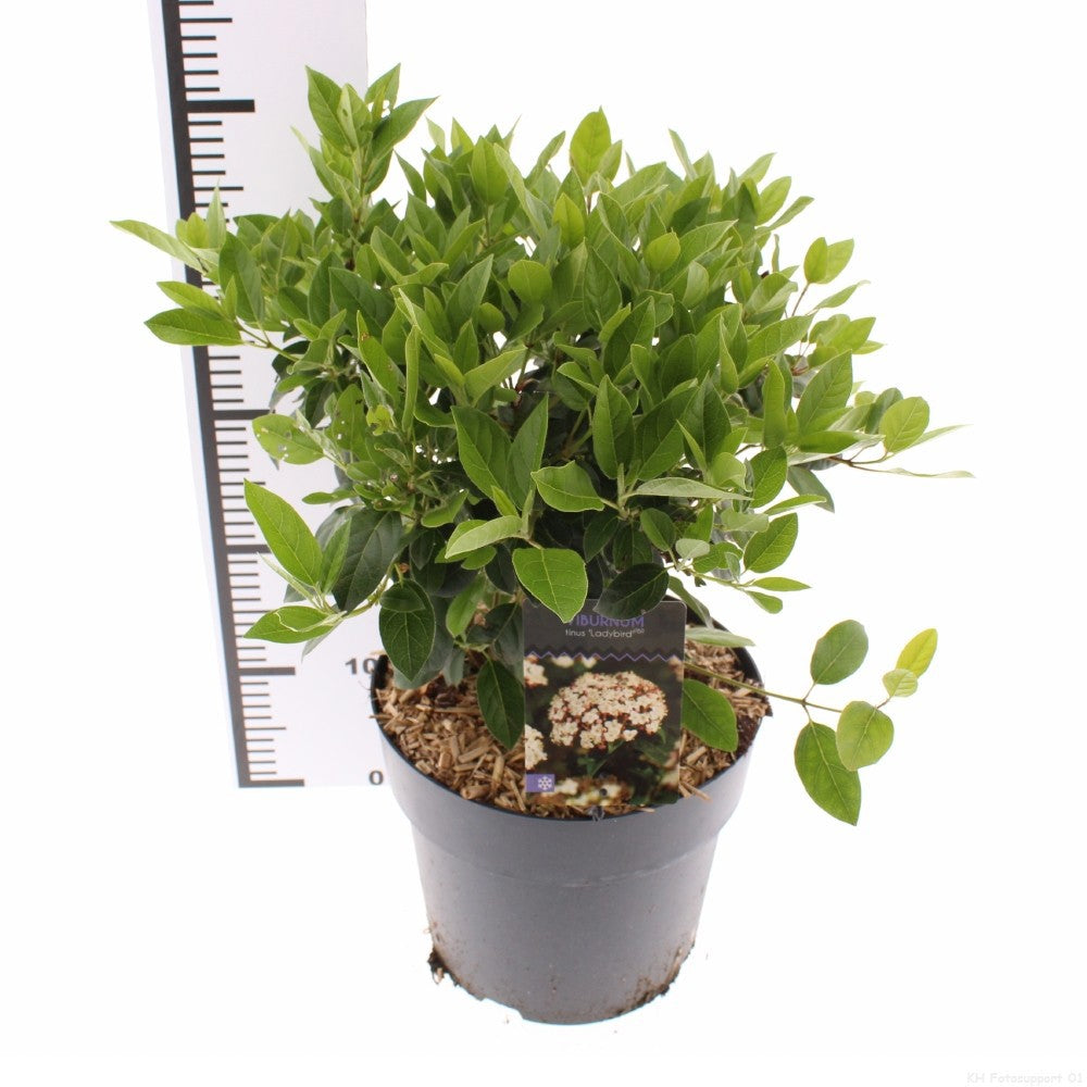 Viburnum tinus 35cm 26cm Pot