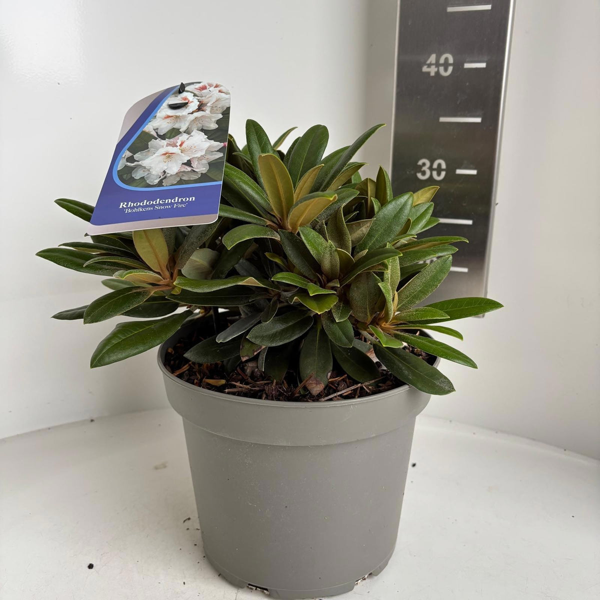 Rhododendron yakushimanum mix 35cm 23cm Pot