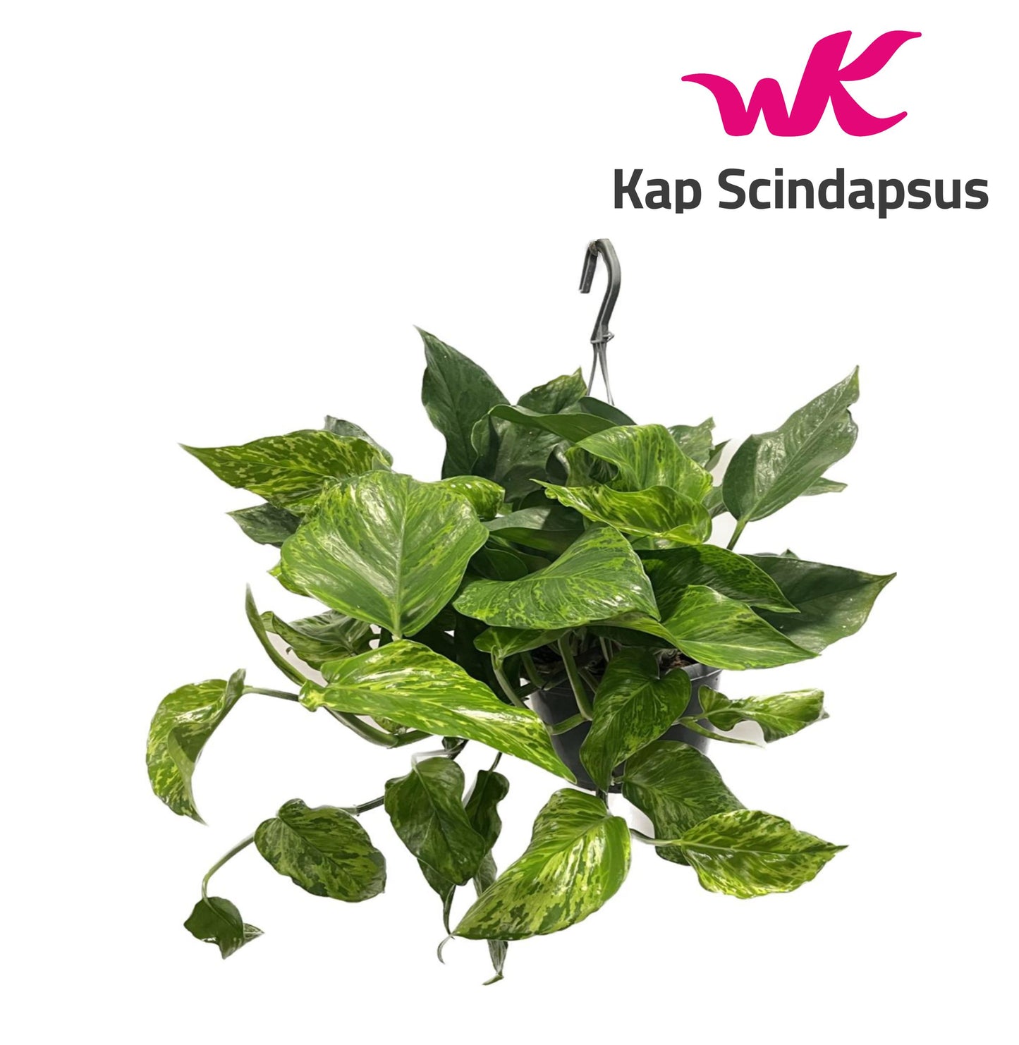 Epipremnum pinnatum Marble Green 45cm 15cm Pot