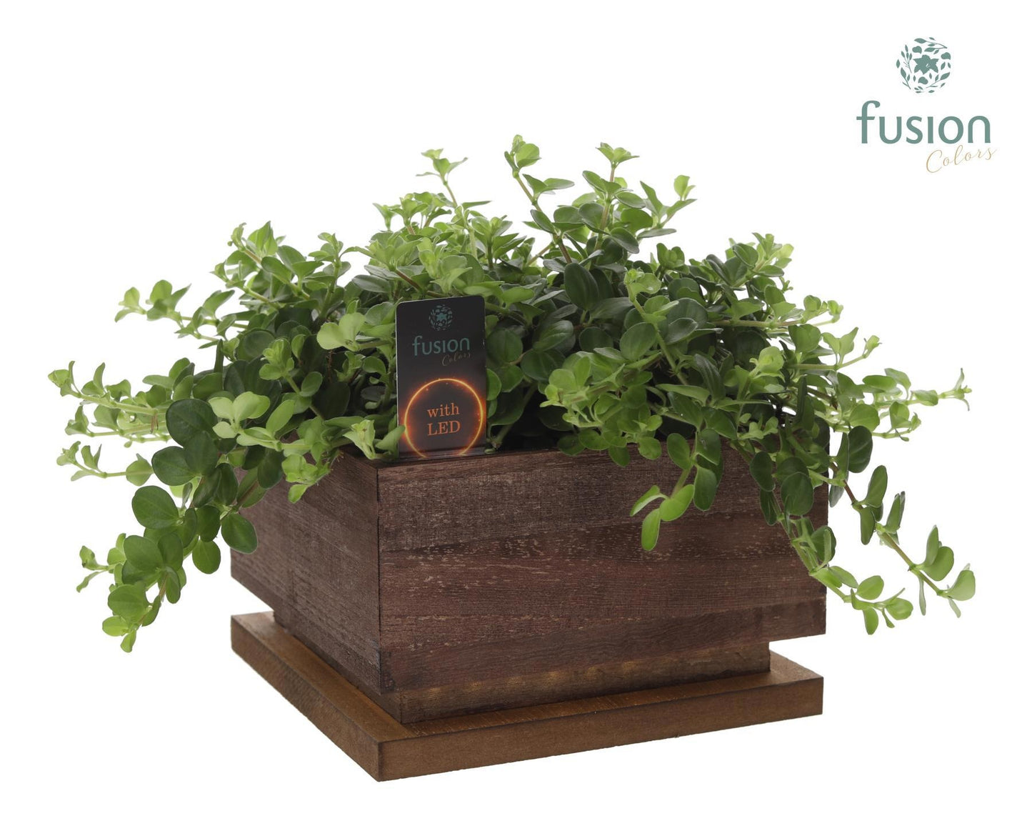 The Lighting Garden LED Large bruin vierkant met arrangement 25cm 19cm Pot