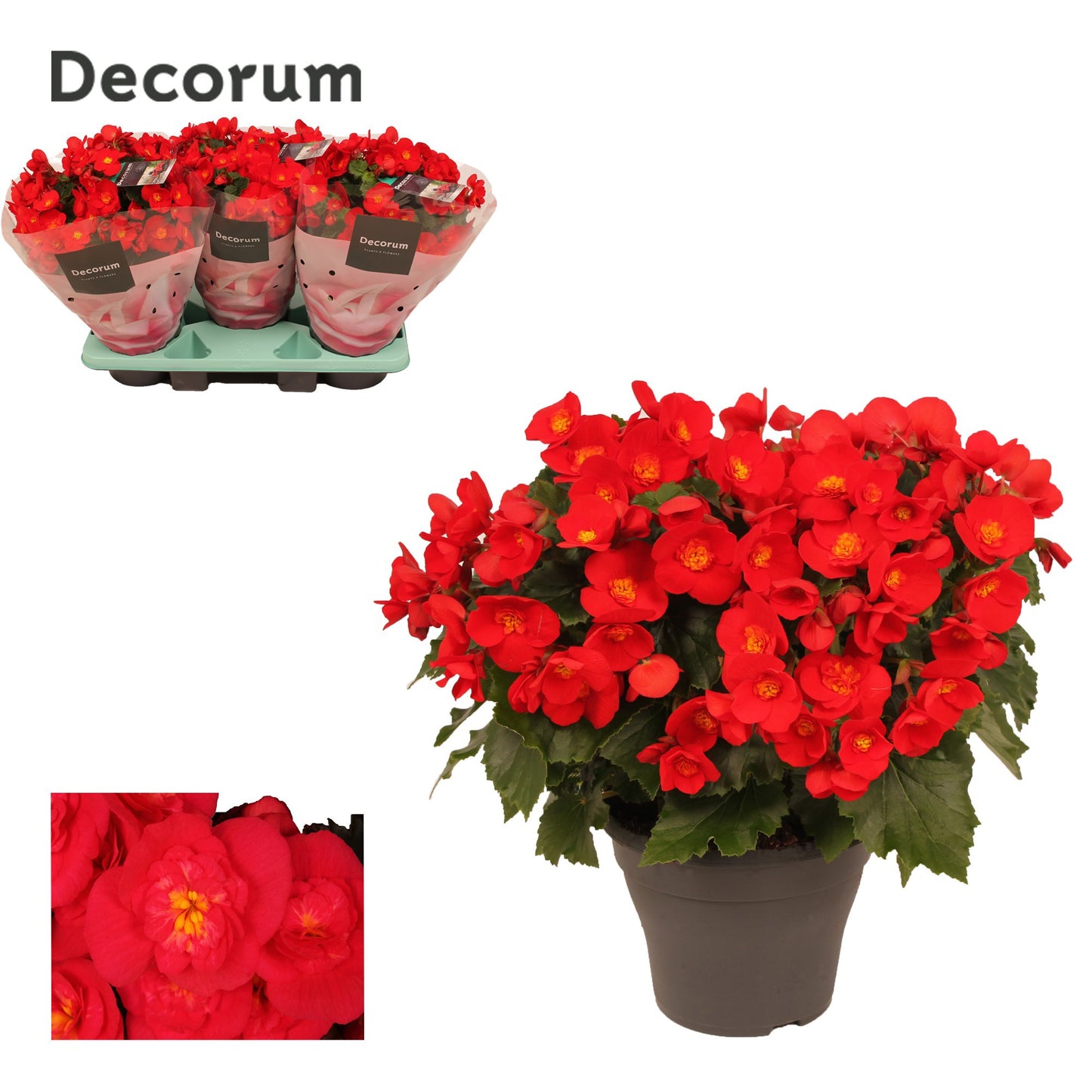 Have BV. J.&.P. ten Begonia el. Belove Red (O) Pack of 3