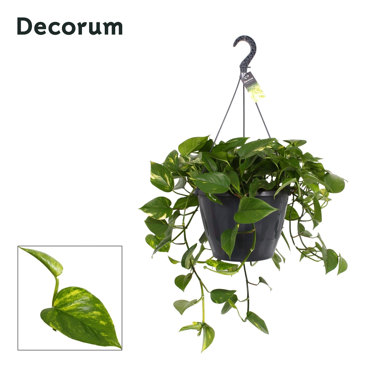 Epipremnum pin. Aureum 37cm Pot