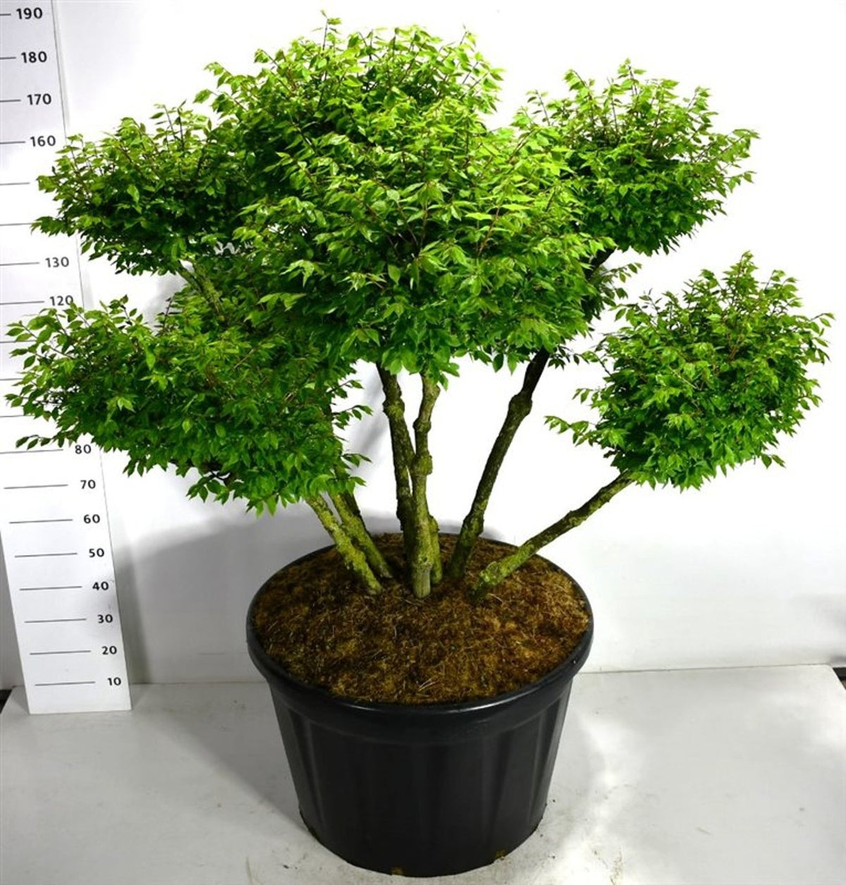 Euonymus ala. Compactus 190cm 80cm Pot