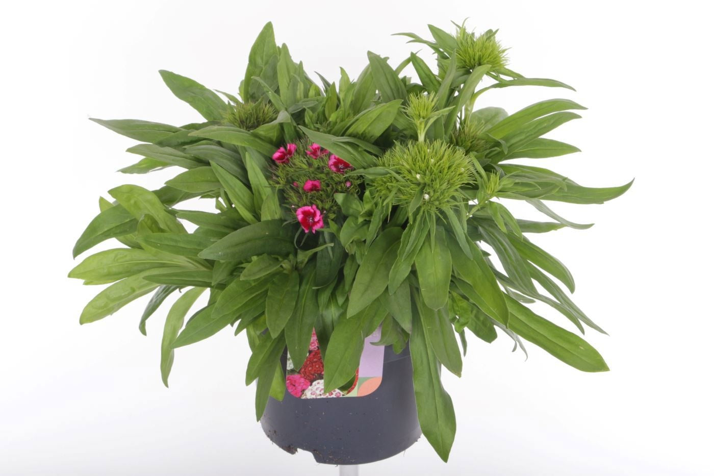 Dianthus barbatus ("Sweet William") 30cm 17cm Pot