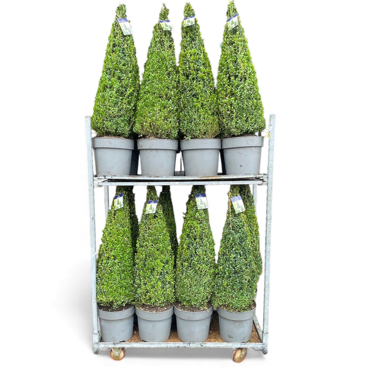 Buxus sempervirens ball 125cm 31cm Pot