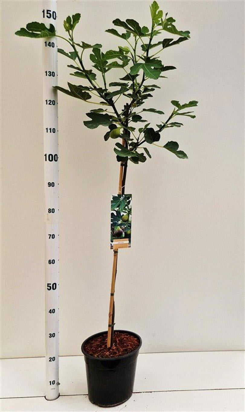 Ficus carica Brown Turkey 150cm 26cm Pot