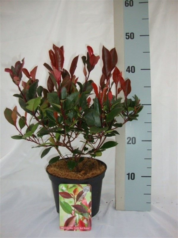 Roessel Tuinpl. VOF, B. v. Photinia Little Red Robin Pack of 1