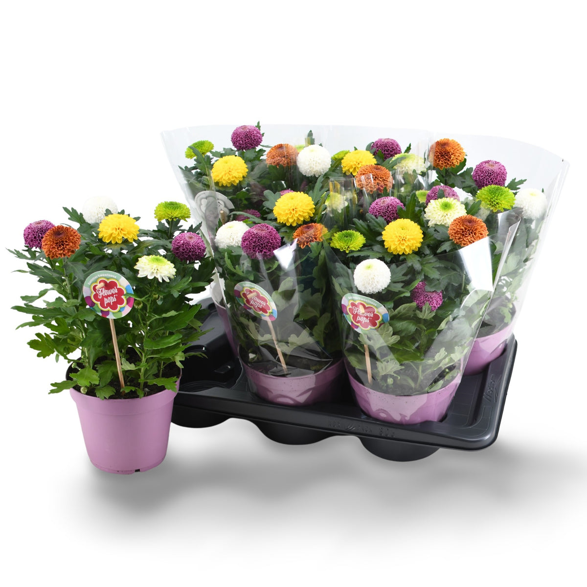 Chrysanthemum Flowerpops carnaval 32cm 17cm Pot