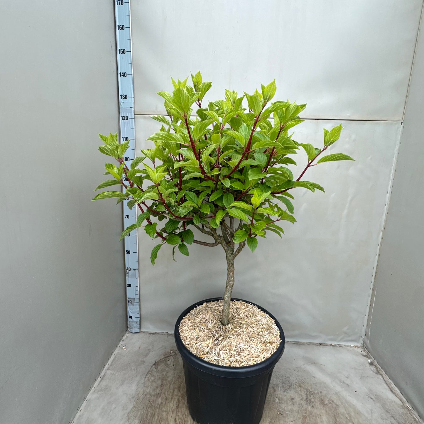 Hydrangea pan. Vanille-Frais 140cm 43cm Pot