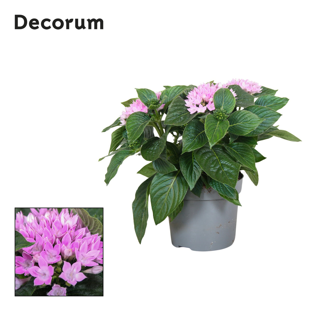 Pentas Starcluster Lavender 25cm 13cm Pot