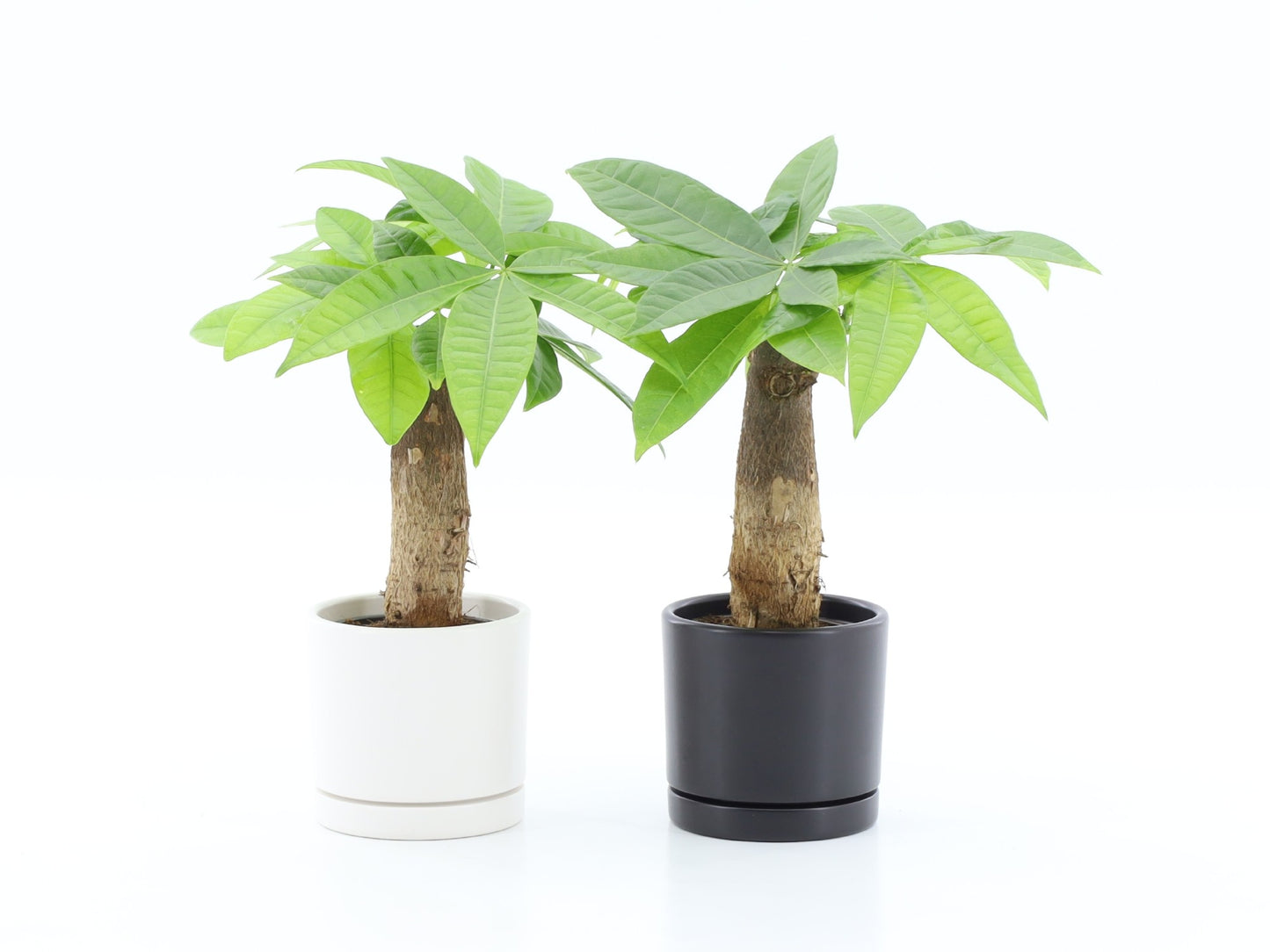 Pachira aquatica 30cm 510cm Pot